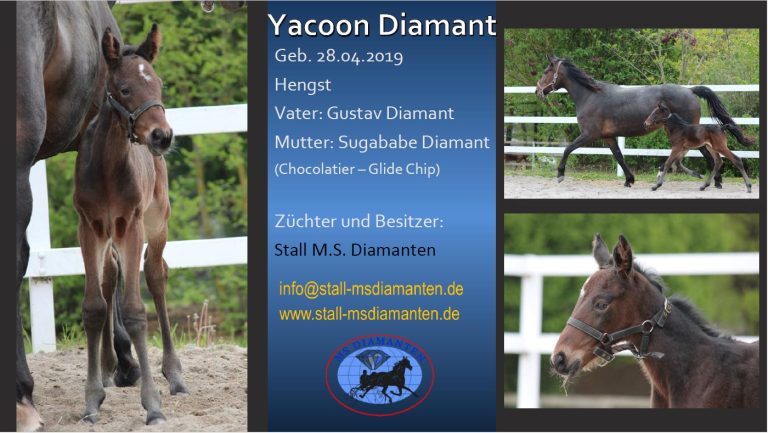 Yacoon Diamant