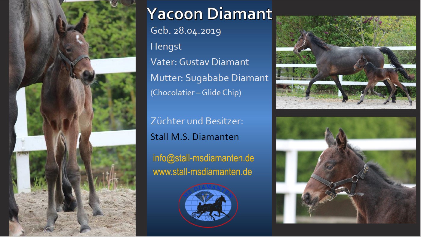 Yacoon Diamant