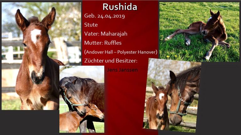 Rushida