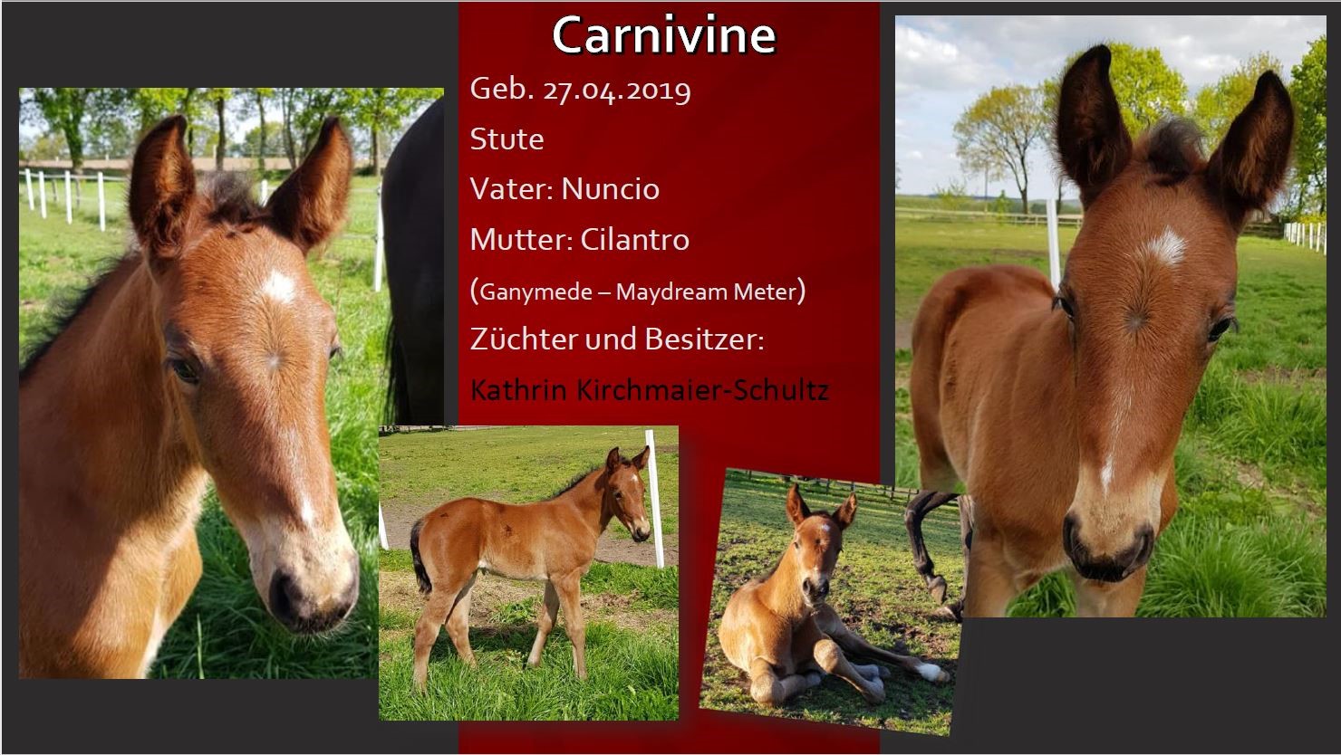 Carnivine