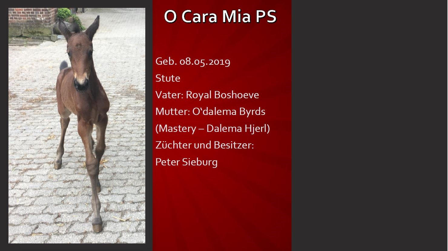O Cara Mia PS