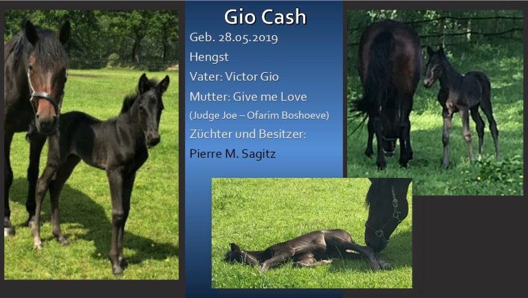 Gio Cash