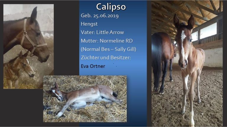 Calipso