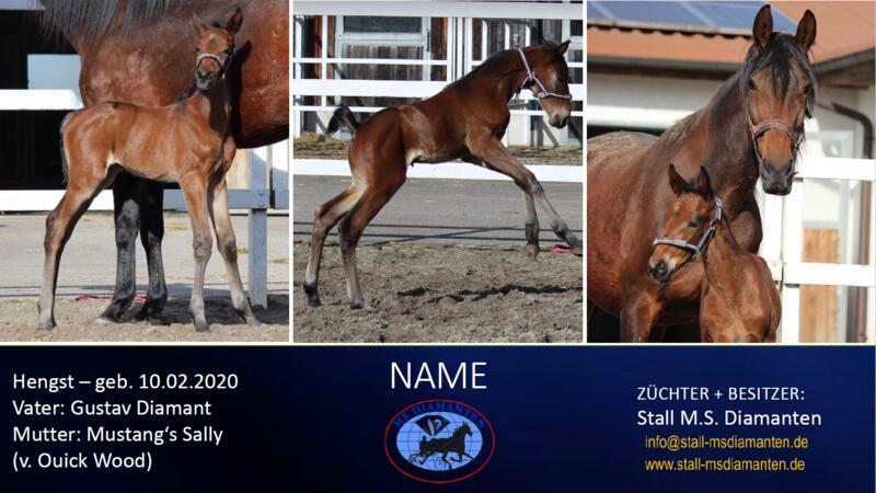 Hengst-v.-Gustav-Diamant-Mustang-s-Sally