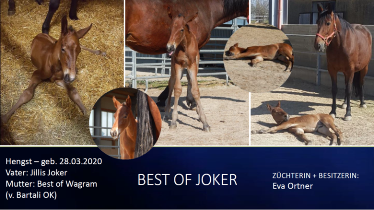 BEST OF JOKER