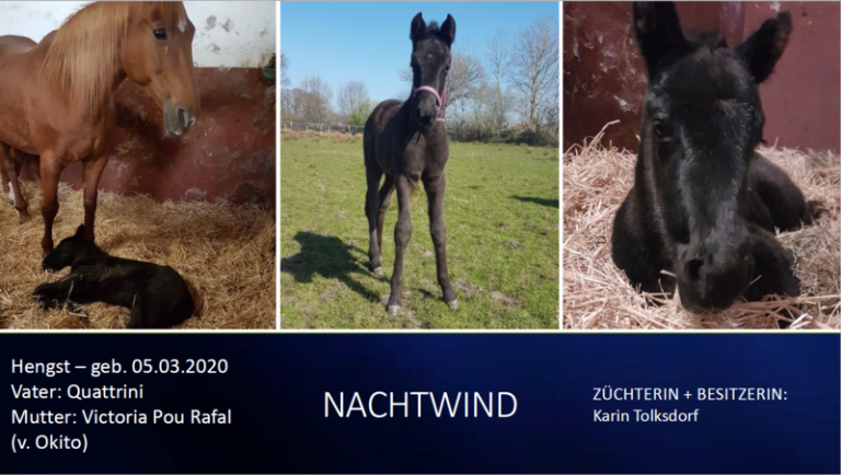 Nachtwind