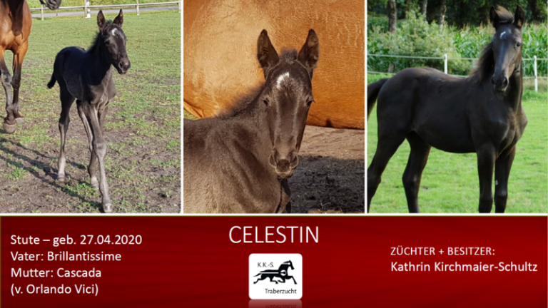 CELESTIN