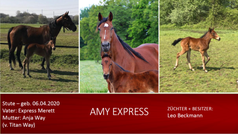 Amy Express