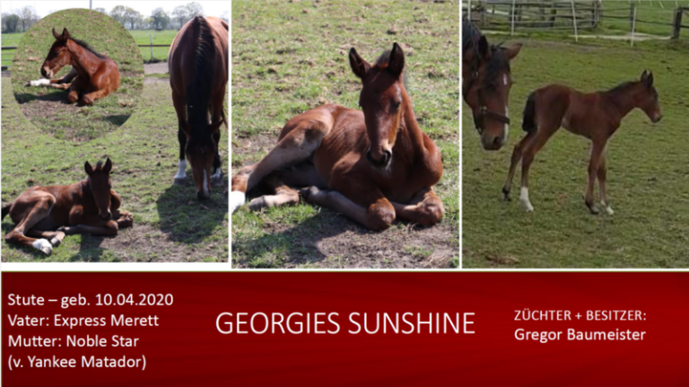 Georgies Sunshine