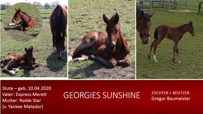 Georgies Sunshine