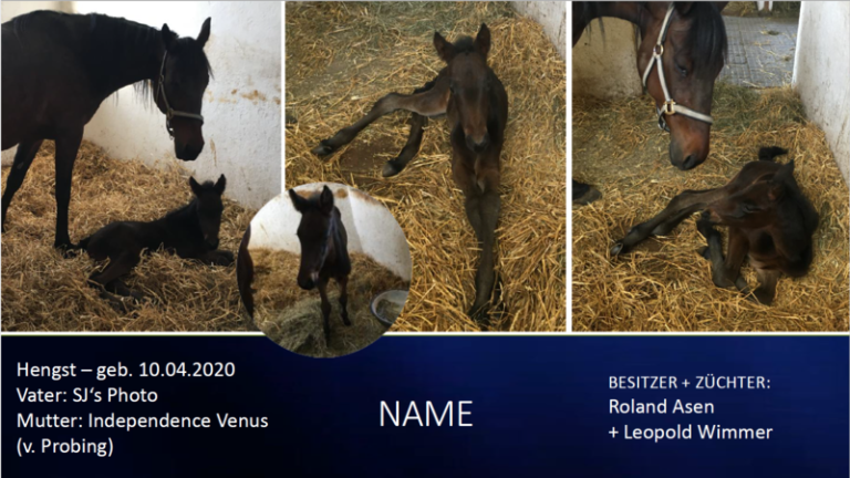Hengst-v.-SJ-s-Photo-Independence-Venus