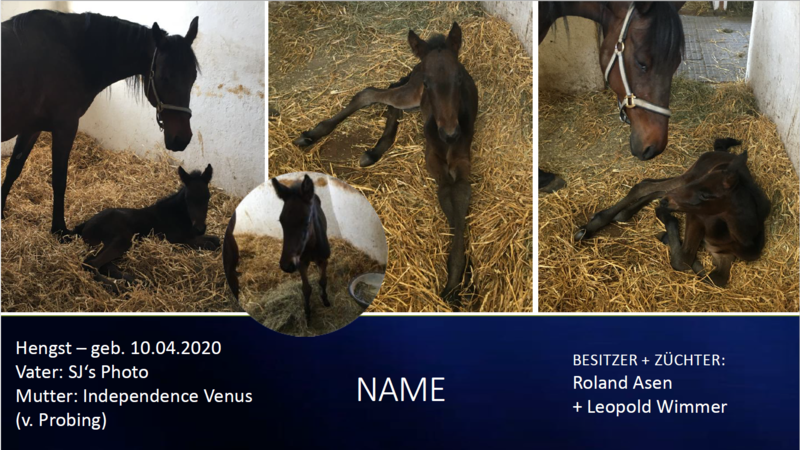 Hengst-v.-SJ-s-Photo-Independence-Venus