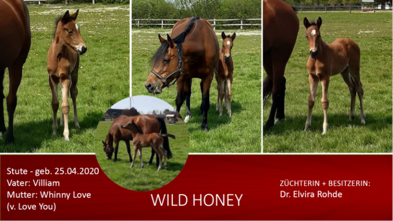 Wild Honey