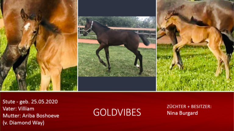 Goldvibes