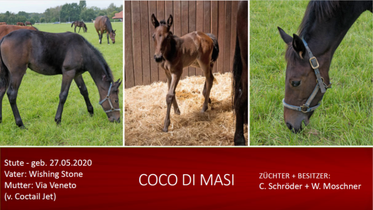 Coco di Masi