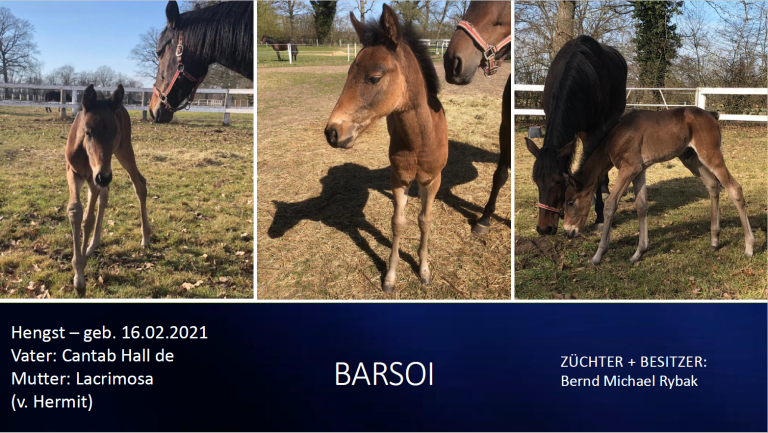 Barsoi
