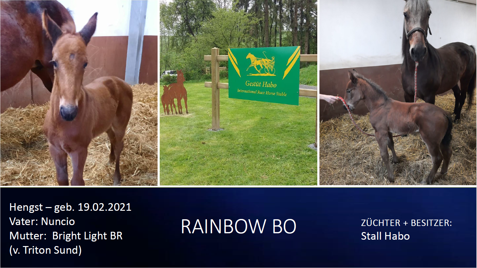 Rainbow Bo