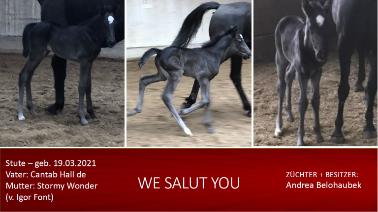 We Salut You