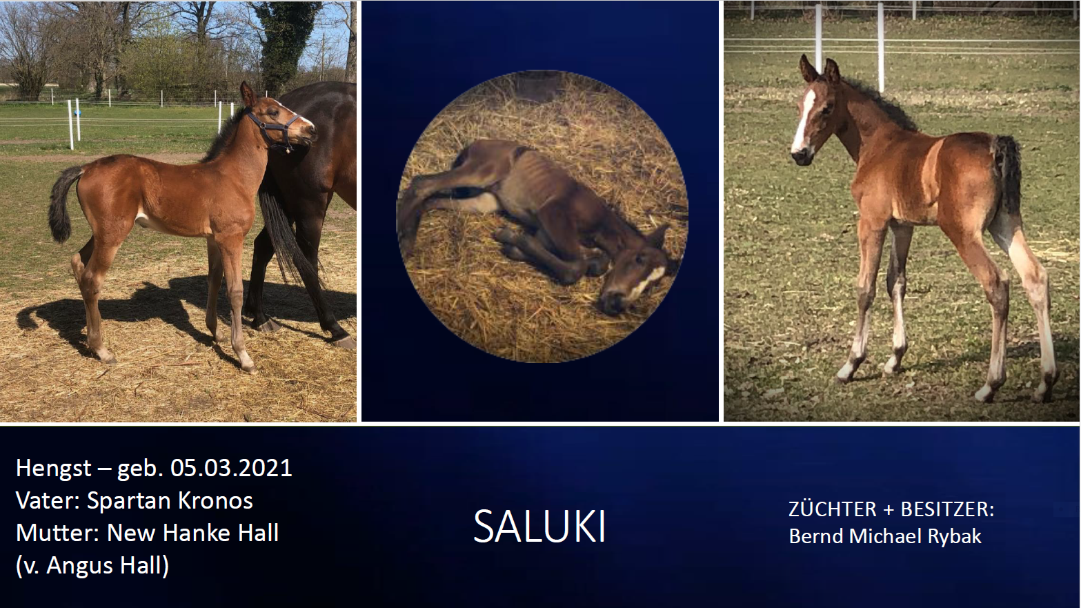 Saluki