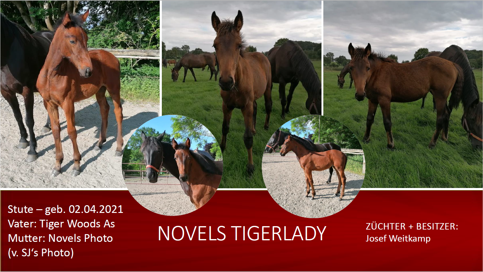 Novels Tigerlady