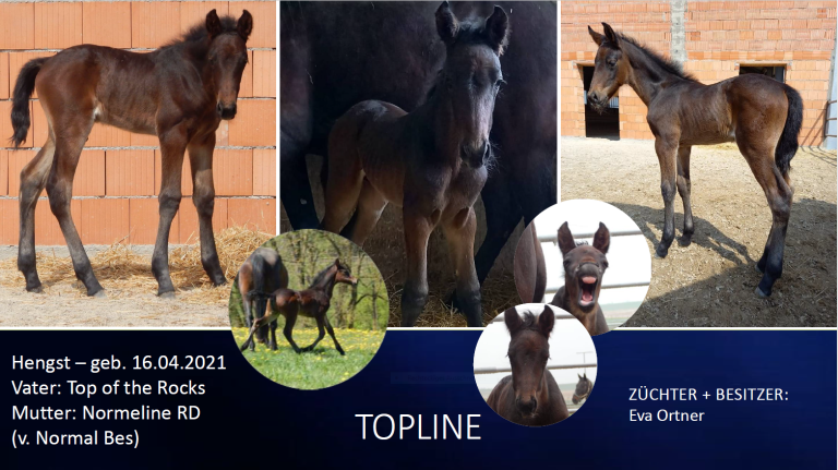 Topline