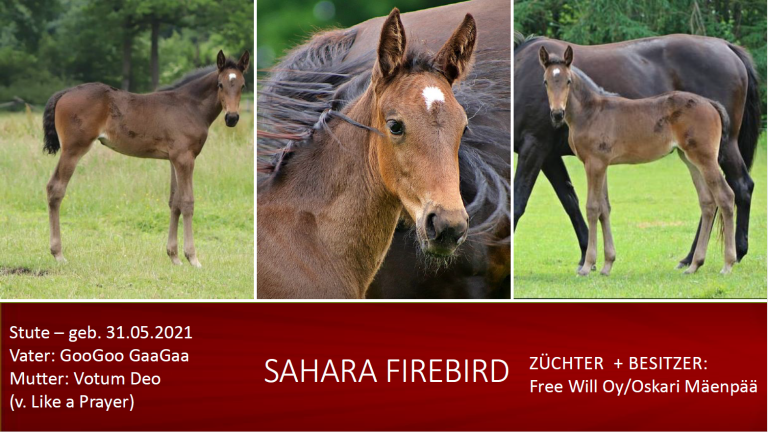 Sahara Firebird