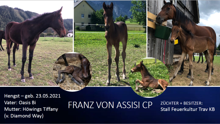 Franz von Assisi CP