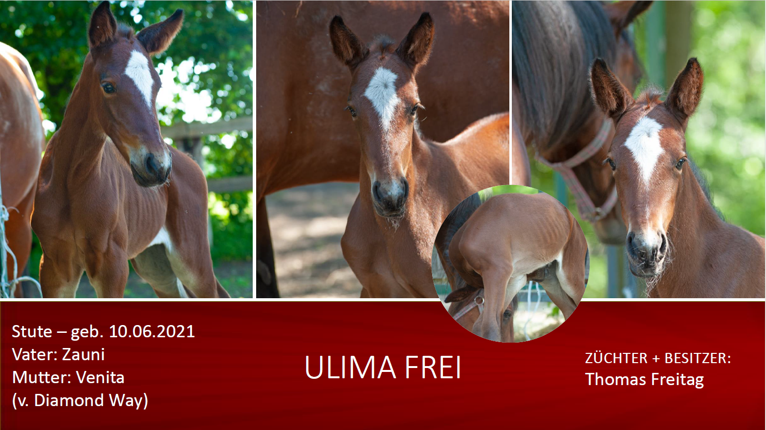 Ulima Frei