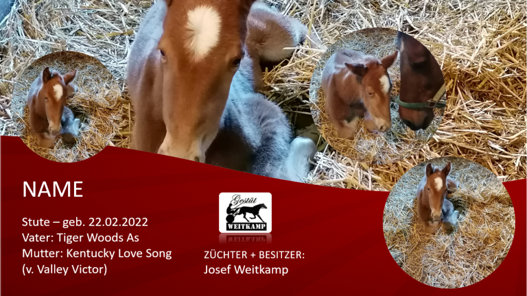 Stute v. Tiger Woods As - Kentucky Love Song