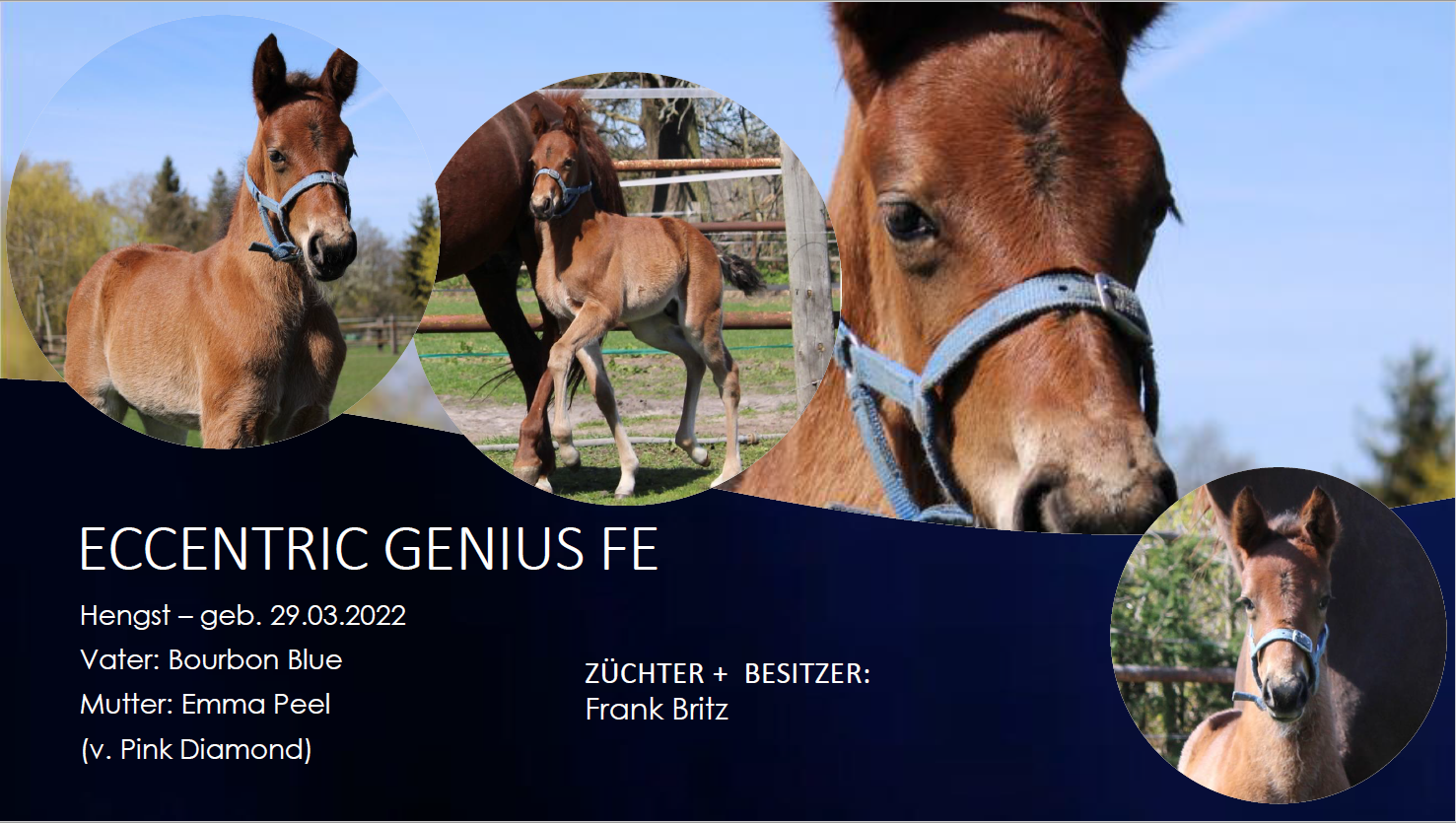 Eccentric Genius FE