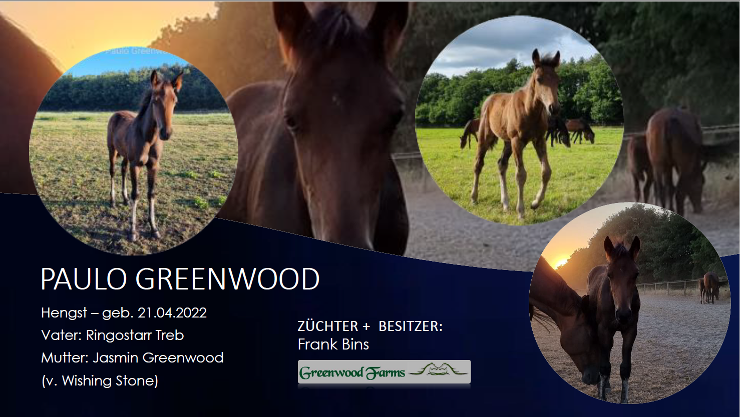 Paulo Greenwood