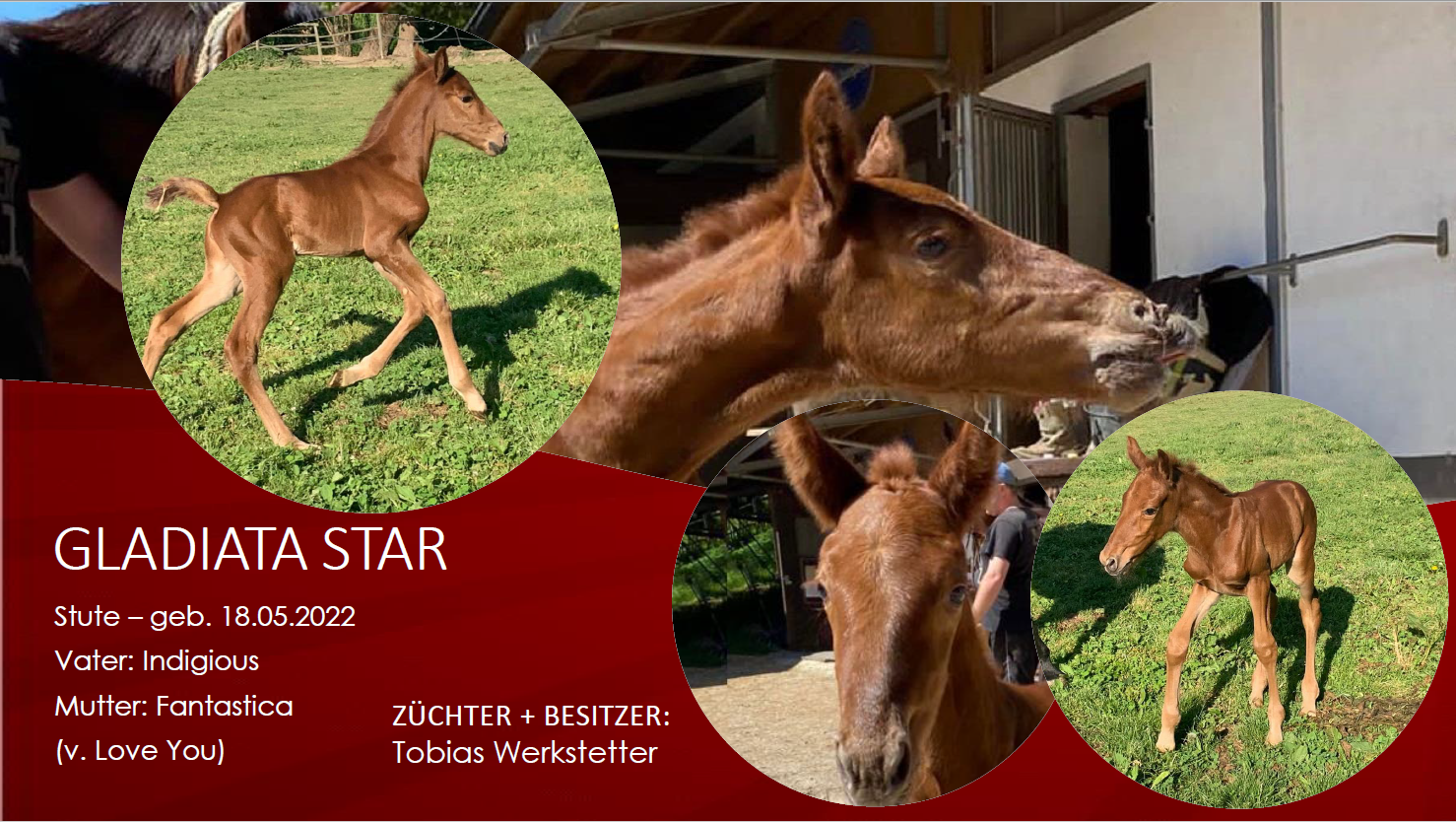 Gladiata Star