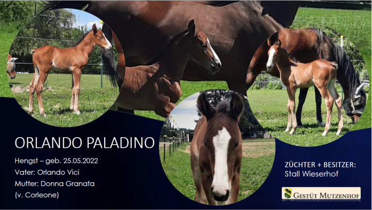 Orlando Paladino