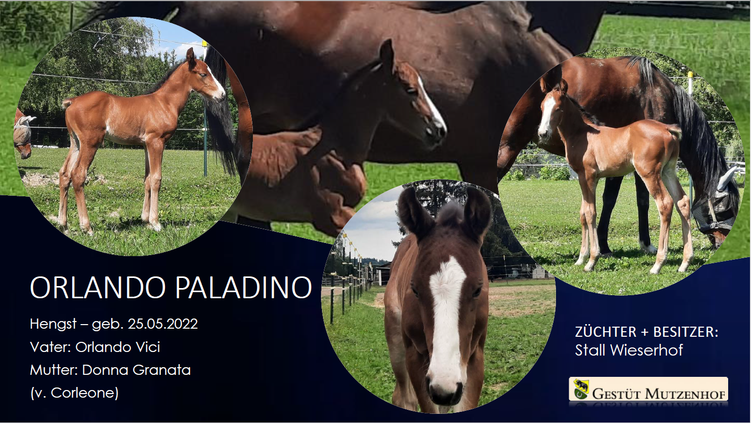 Orlando Paladino