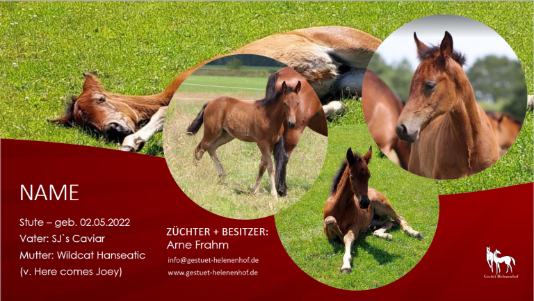 Stute v. SJ's Caviar - Wildcat Hanseatic