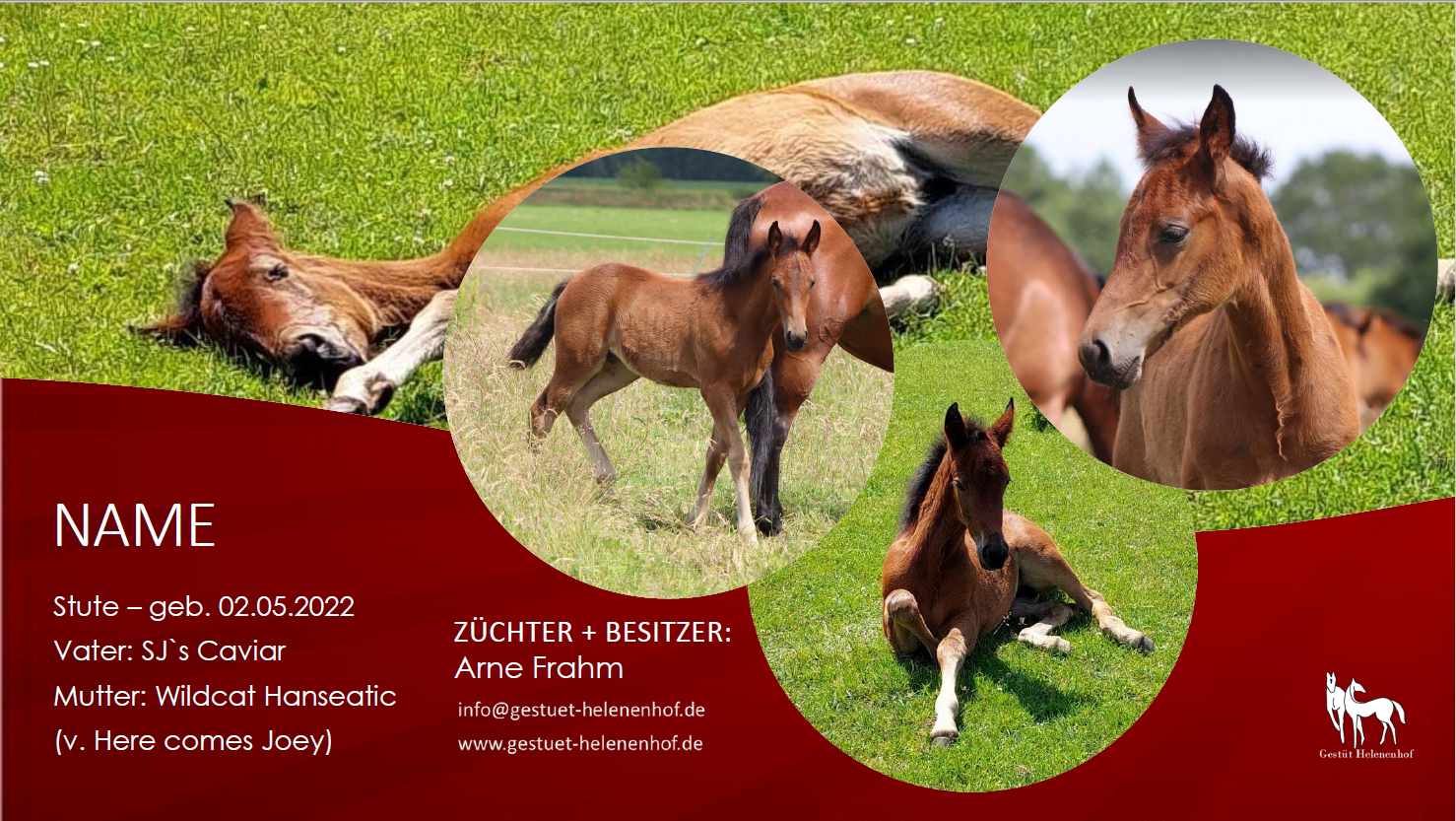 Stute v. SJ's Caviar - Wildcat Hanseatic