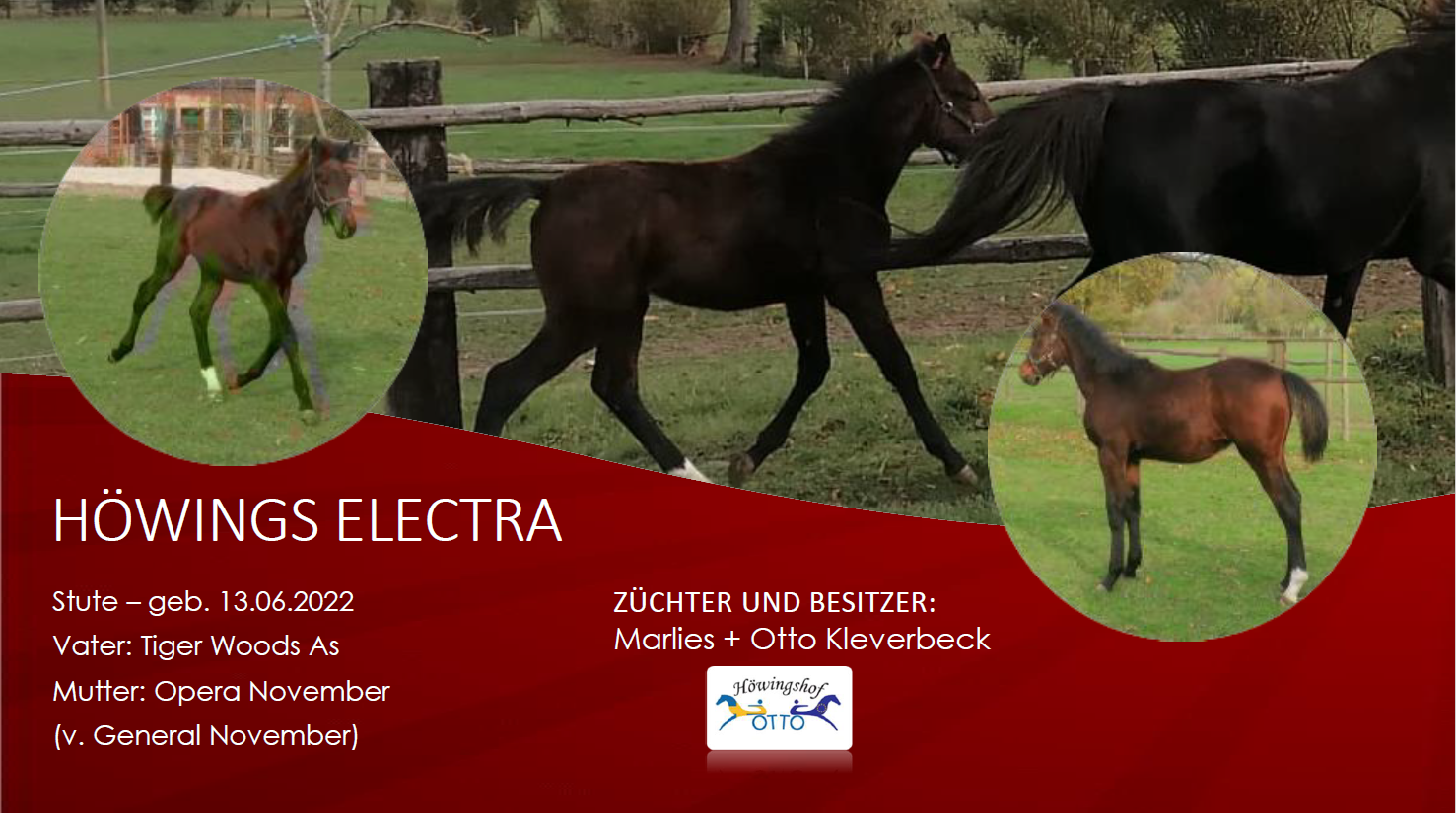 Höwings Electra