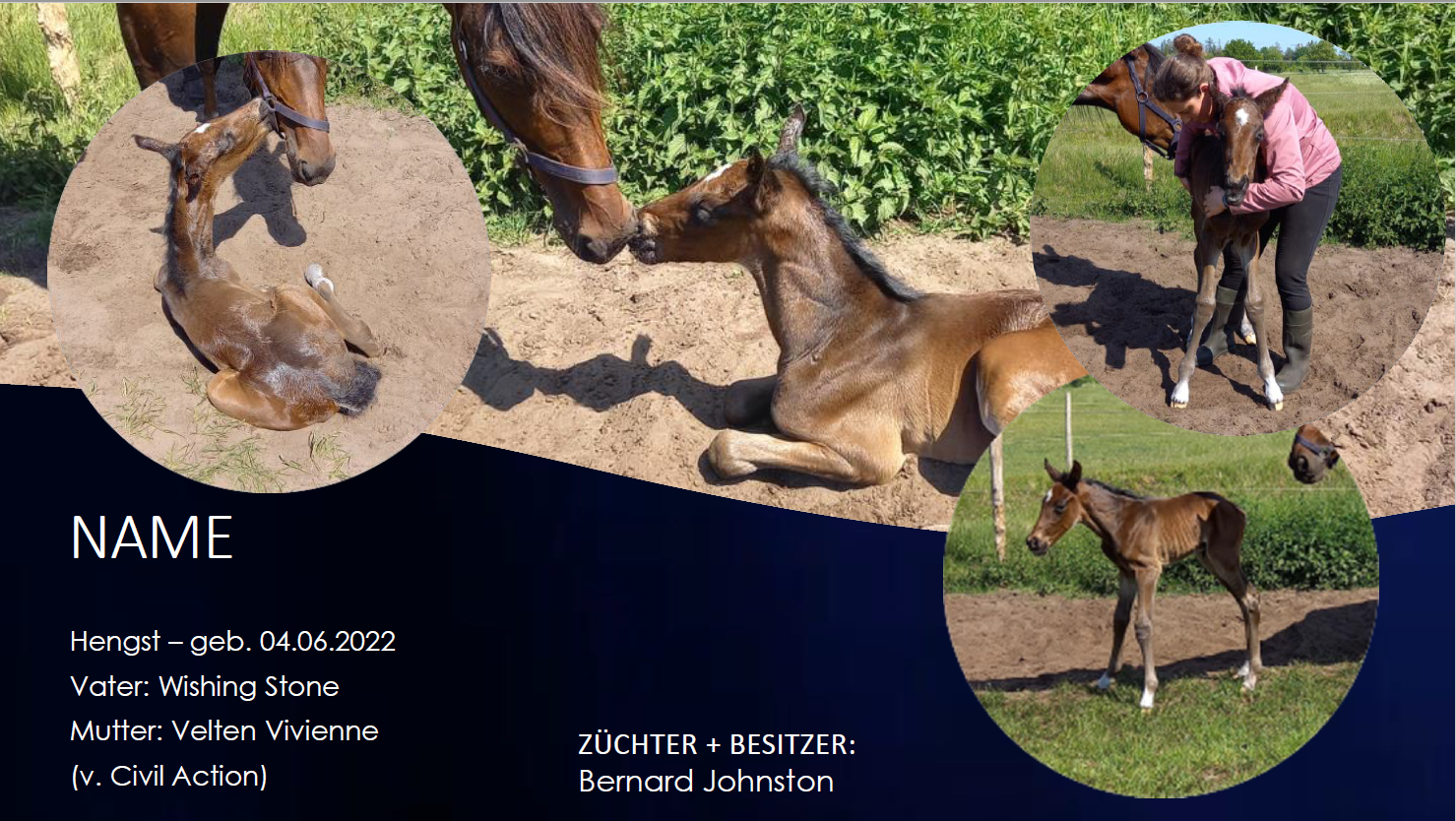 Hengst v. Wishing Stone - Velten Vivienne