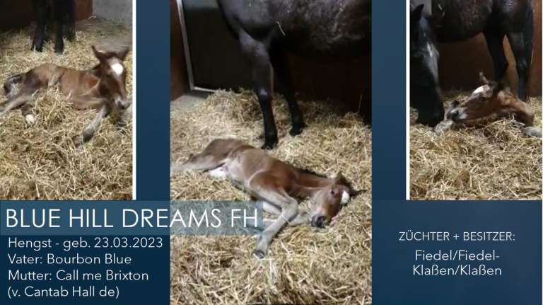 BLUE HILL DREAMS FH
