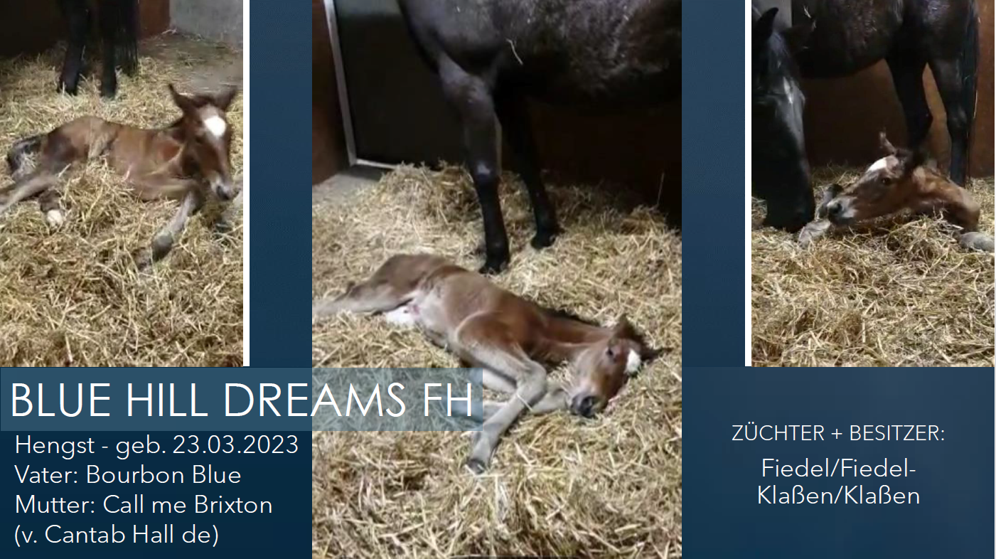 BLUE HILL DREAMS FH