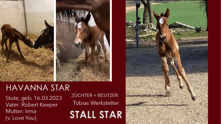 Havanna Star
