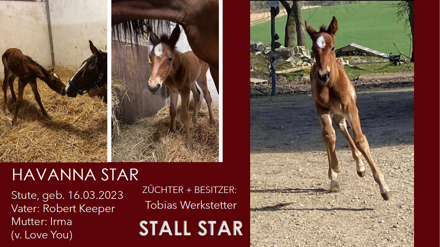 Havanna Star