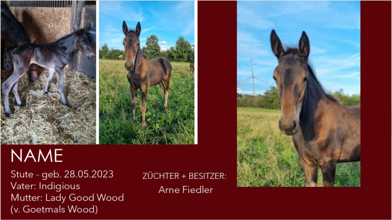 Stute v. Indigious - Lady Good Wood