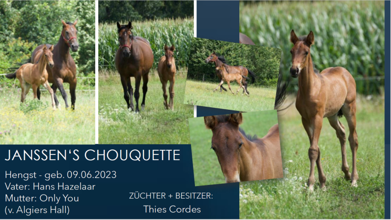 JANSSEN'S CHOUQUETTE