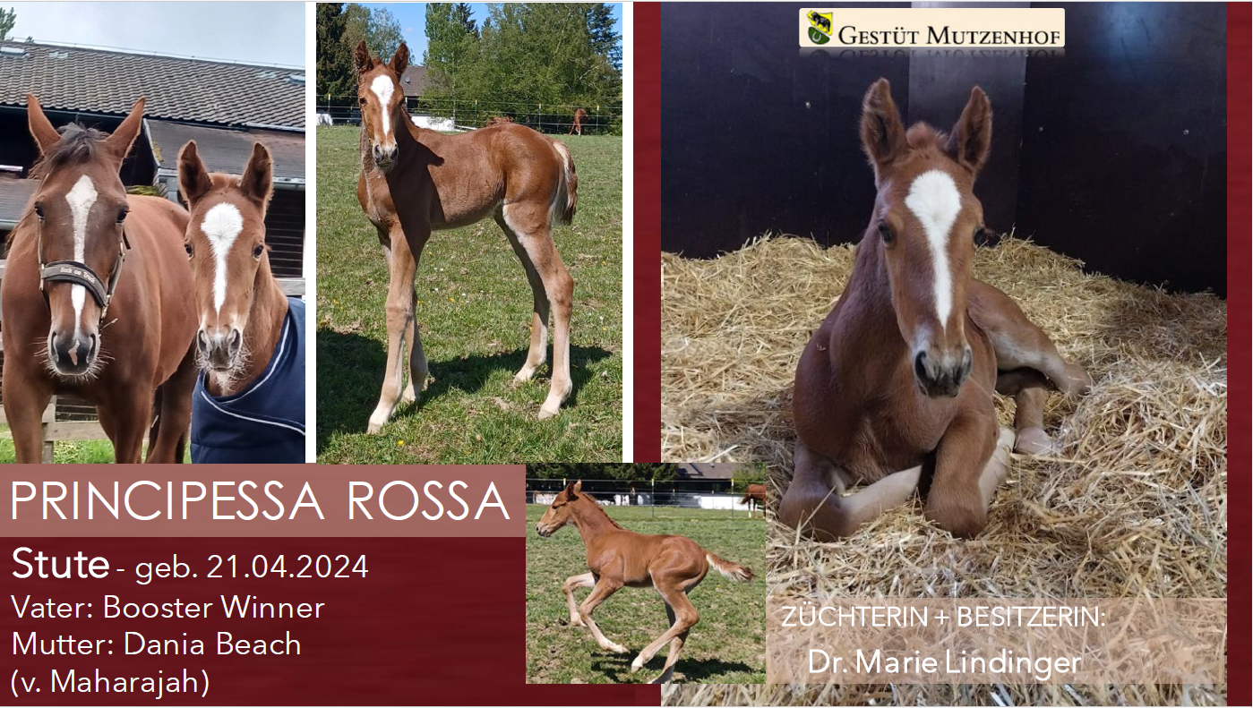 Principessa Rossa