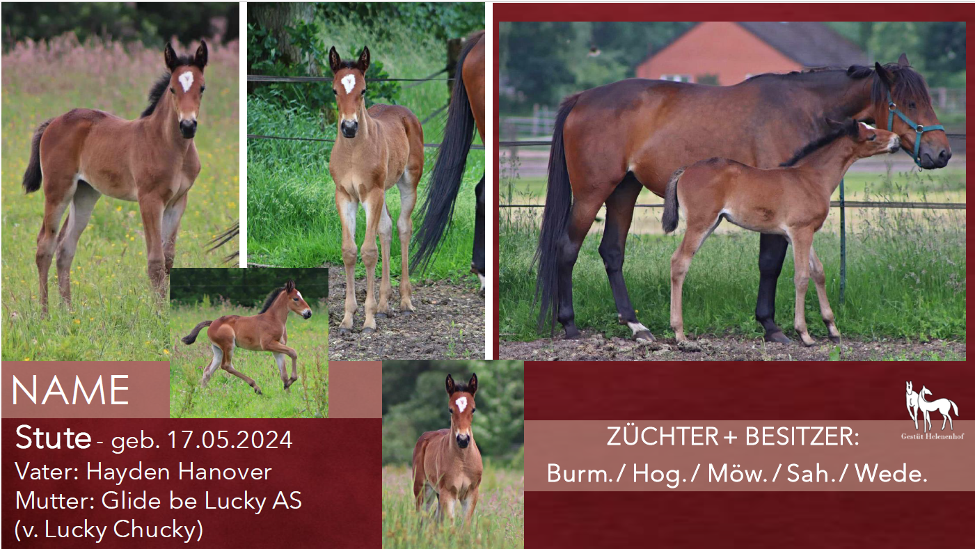 Stute v. Hayden Hanover - Glide be Lucky AS