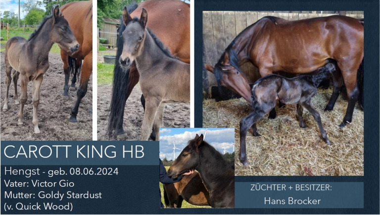 CAROTT KING HB