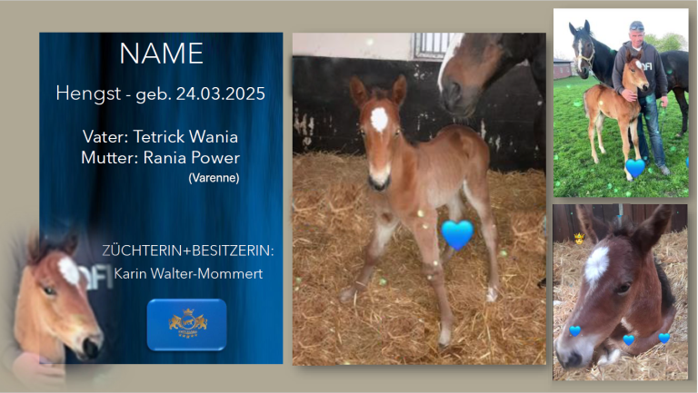 Hengst-v.-Tetrick-Wania-Rania-Power