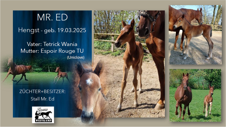 Mr. Ed