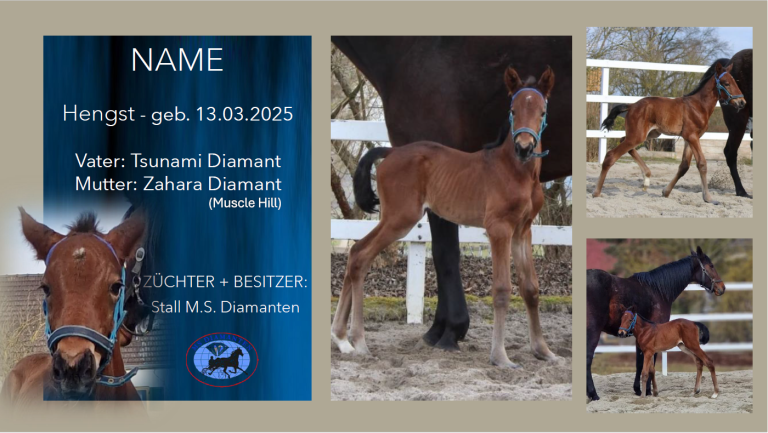 Hengst-v.-Tsunami-Diamant-Zahara-Diamant